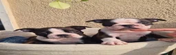 Boston Terrier cani in vendita: Cuccioli Boston Terrier - Annuncio 3