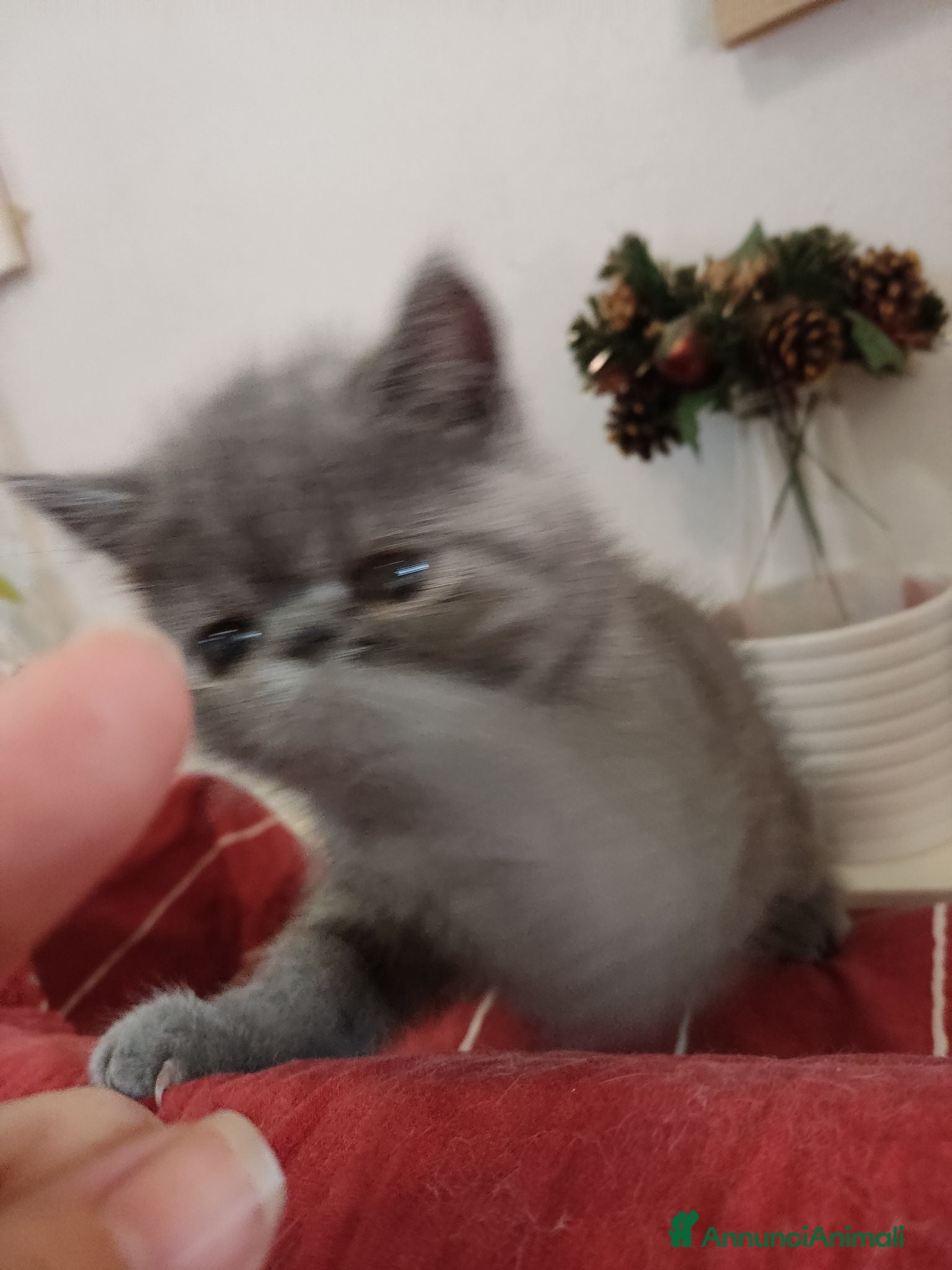 Exotic Shorthair gatti gatto exotic short hair - Annuncio 1