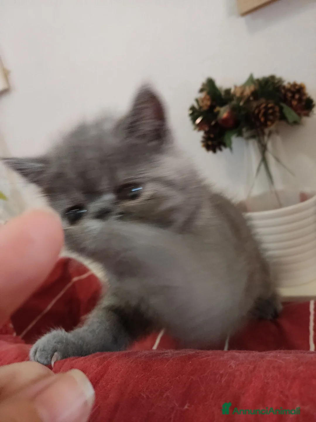Exotic Shorthair gatti in vendita: gatto exotic short hair - Annuncio 1
