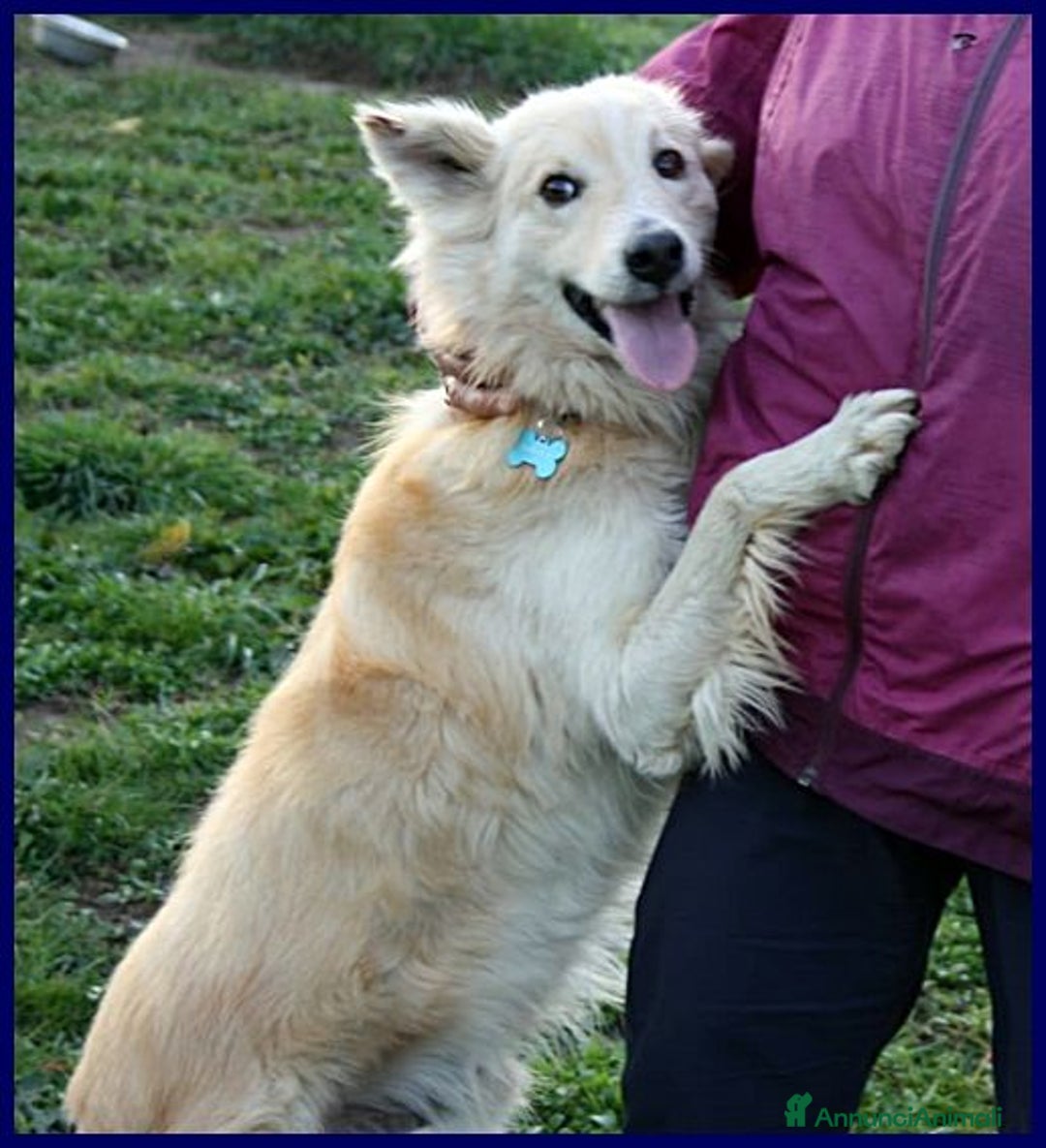 Meticcio cani in regalo: LUCKY-Cotone 6anni adora le persone dinamiche! - Annuncio 6