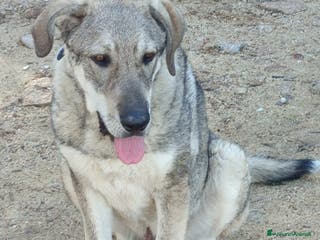 Meticcio cani BALÙ CUCCIOLONE CERCA CASA - Annuncio 38