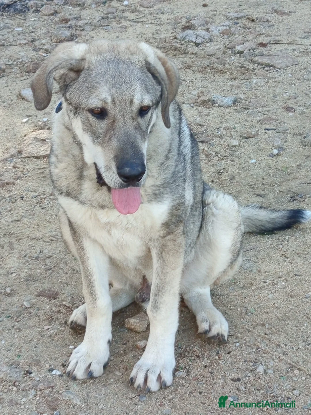Meticcio cani in regalo: BALÙ CUCCIOLONE CERCA CASA - Annuncio 1