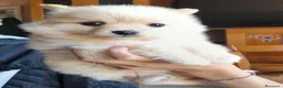 Volpino Pomerania cani in vendita: Spiz tedesco volpini della pomerania - Annuncio 3