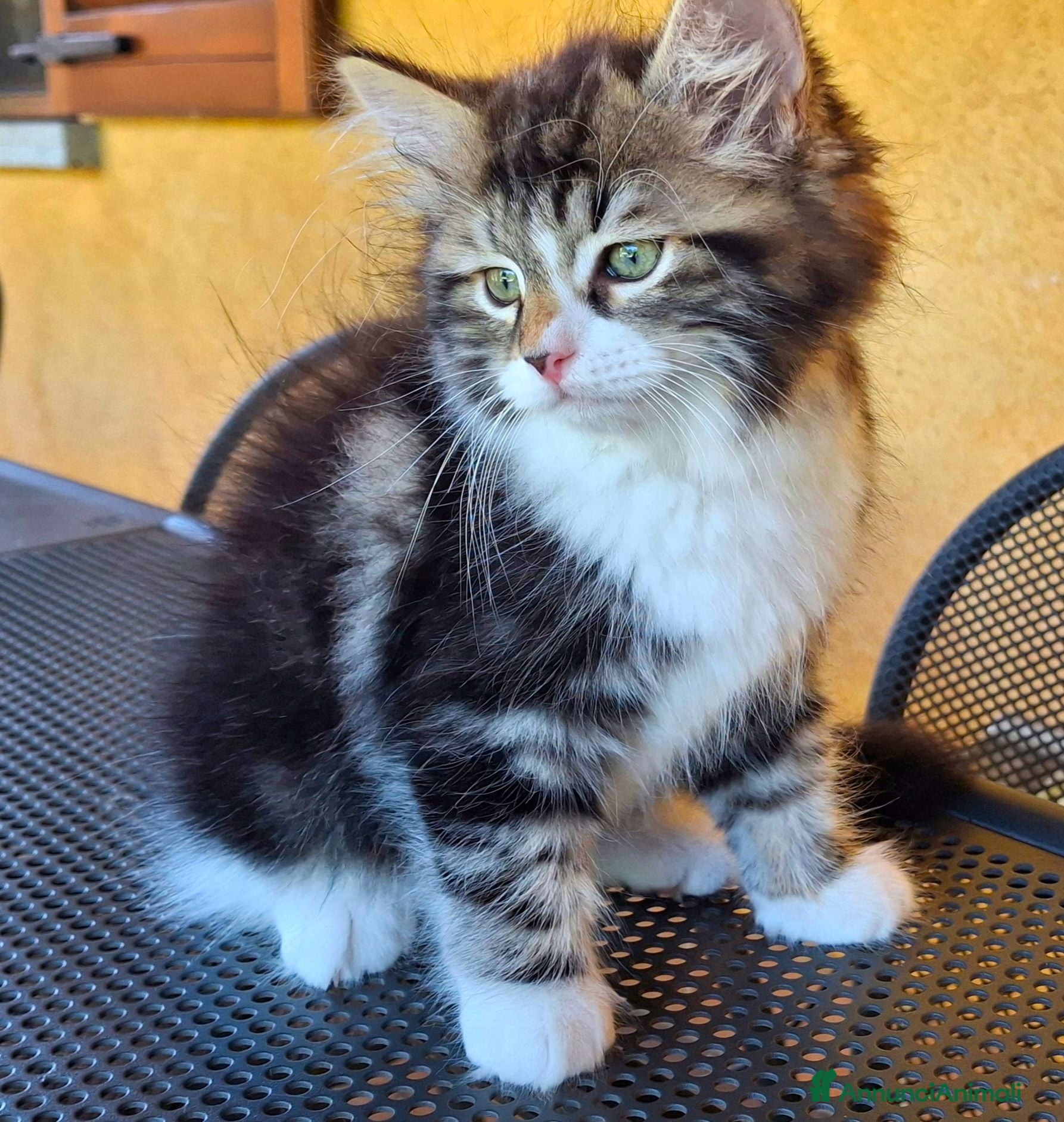 Siberiano gatti 2 maschietti siberiani cercano casa🏡  - Annuncio 1