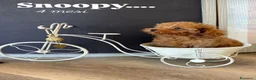 Barboncino Toy cani in vendita: Cuccioli barboncino Toy  - Annuncio 1