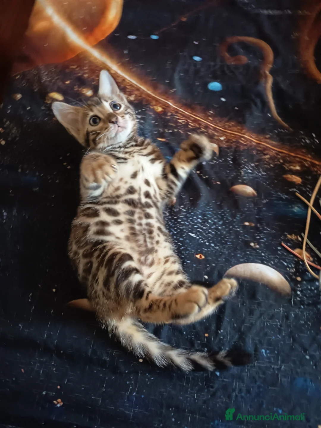 Bengala gatti in vendita: meravigliosi feminucce Bengala  - Annuncio 23