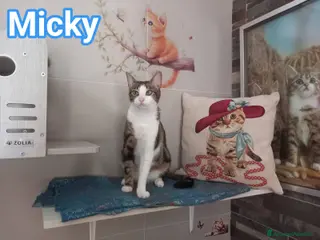Europeo gatti MICKY, tenero micino da adottare! - Annuncio 8
