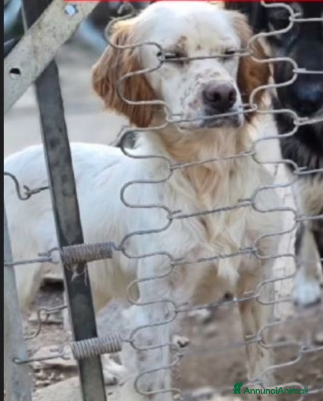 Setter Inglese cani in regalo: Setter 2anni e 1/2 condannato in canile! PUGLIA a Città metropolitana di Milano - Annuncio 3