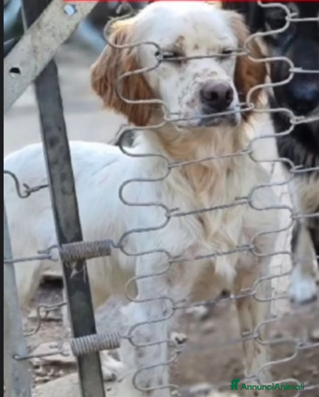 Setter Inglese cani in regalo: Setter 2anni e 1/2 condannato in canile! PUGLIA a Città metropolitana di Milano - Annuncio 3