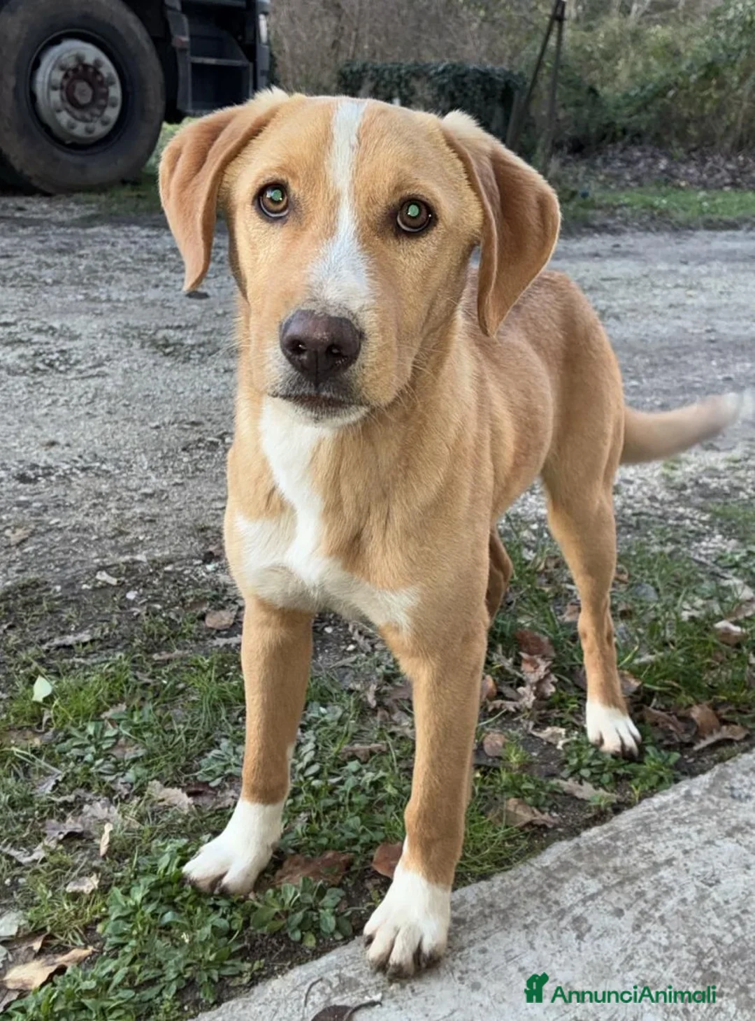 Meticcio cani in regalo: 10 MESI DI DOLCEZZA - Annuncio 1
