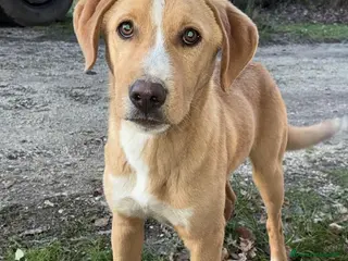 Meticcio cani 10 MESI DI DOLCEZZA - Annuncio 12