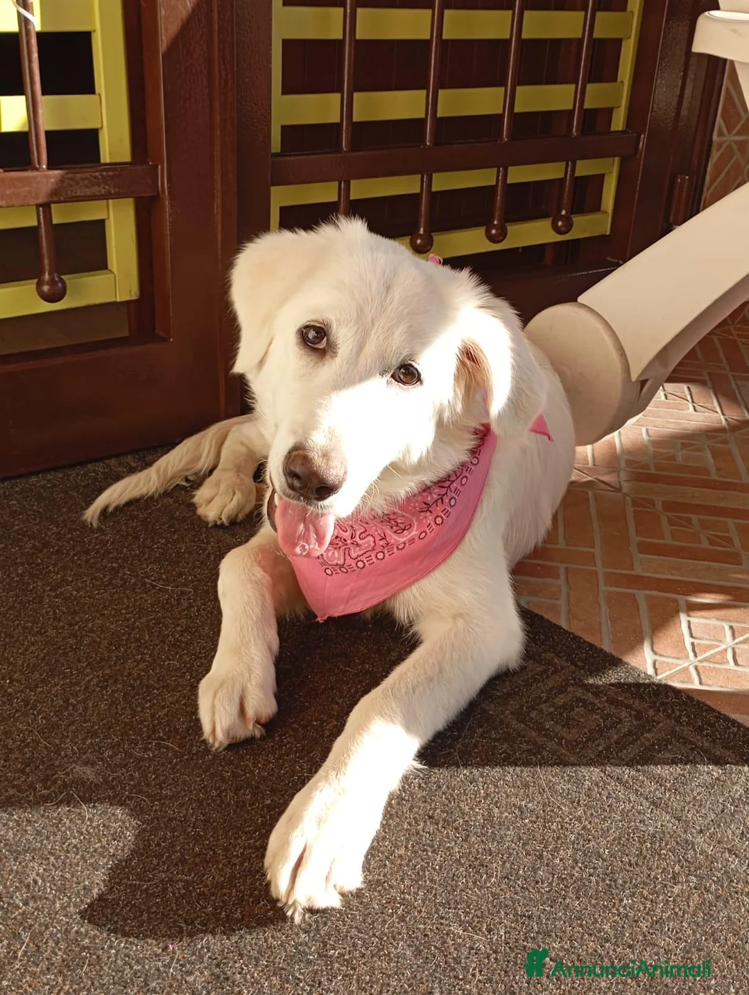 Pastore Abbruzzese Maremmano cani in regalo: Cucciola di mix maremmano in adozione a Città Metropolitana di Napoli - Annuncio 2