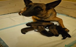 Pastore Belga cani in vendita: Pastore Belga cuccioli a Venedig - Immagine 7