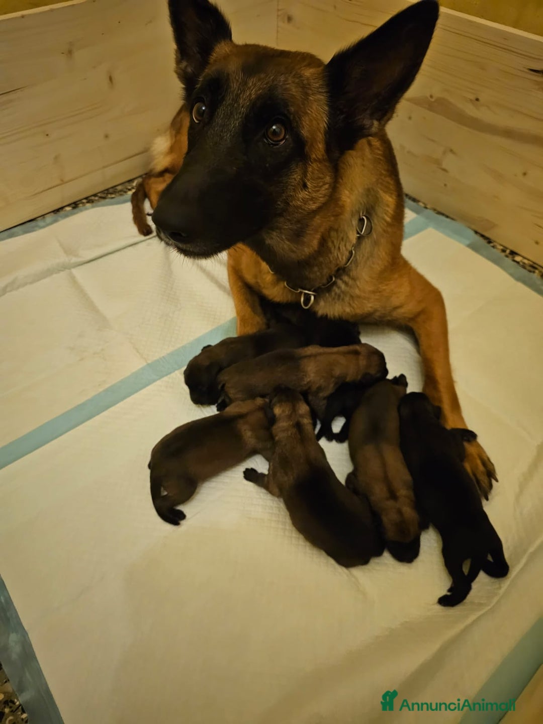 Pastore Belga cani in vendita: Pastore Belga cuccioli a Venedig - Immagine 7