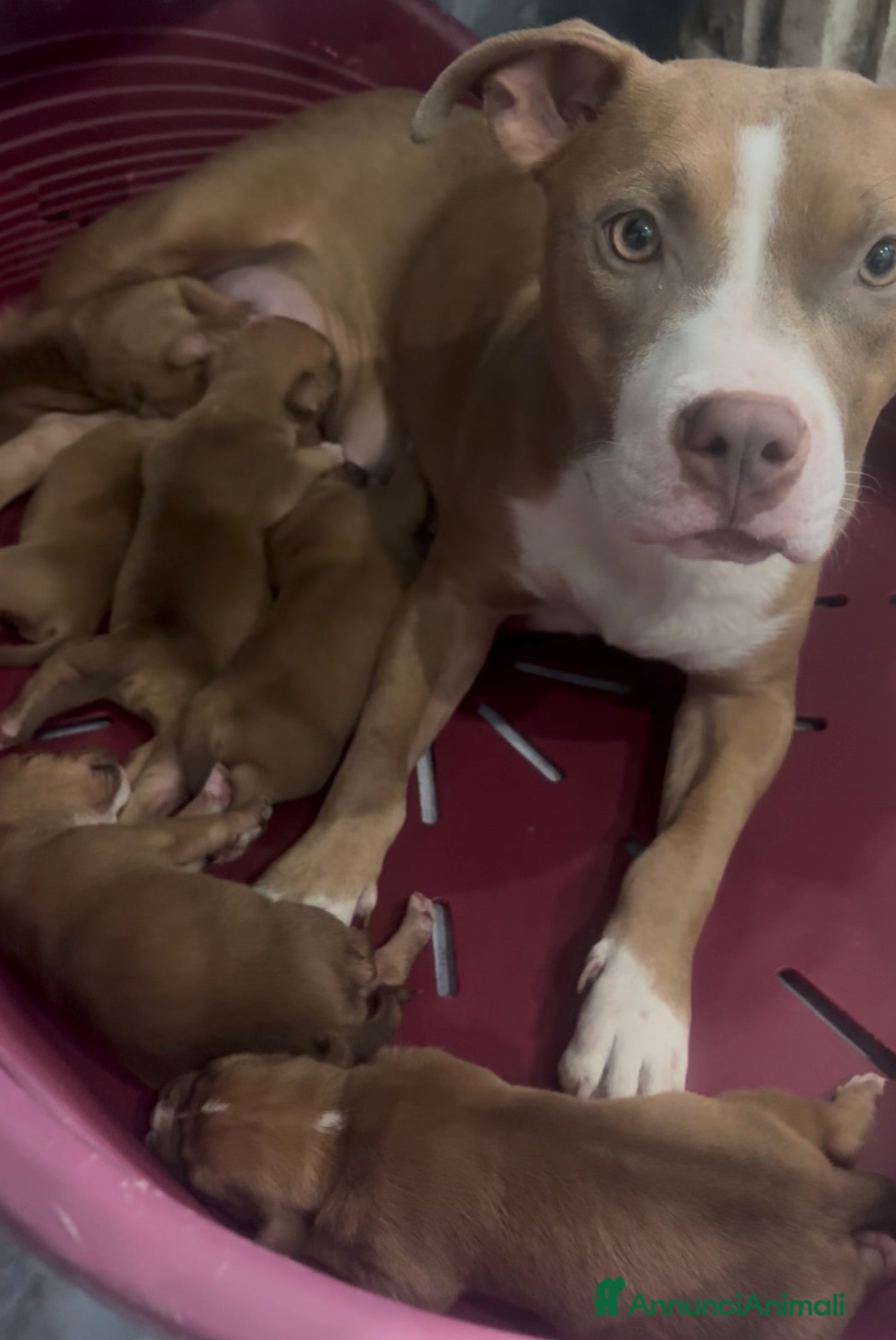 Pitbull cani American Pit bull terrier UKC - Annuncio 1
