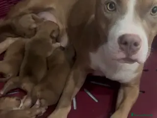 Pitbull cani Pit bull UKC - Annuncio 19