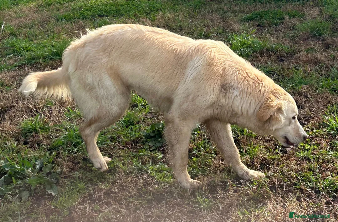 Meticcio cani in regalo: Incrocio golden retriever (CHIARA) - Annuncio 2