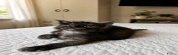 Maine Coon gatti in vendita: Maine Coon maschio pedigree Anfi - Annuncio 6