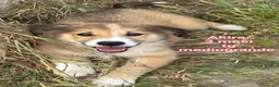 Meticcio cani in regalo: CUCCIOLI IN CERCA D'AMORE  a Provincia di Prato - Annuncio 1