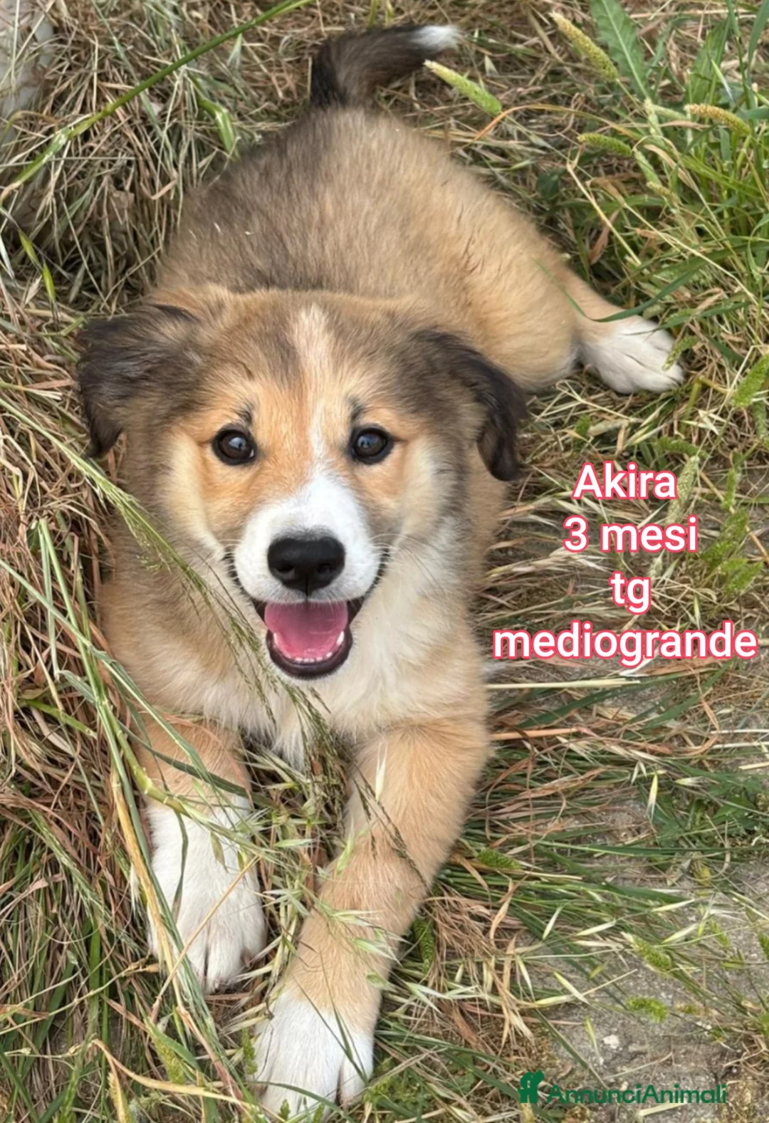 Meticcio cani in regalo: CUCCIOLI IN CERCA D'AMORE  a Provincia di Prato - Annuncio 1