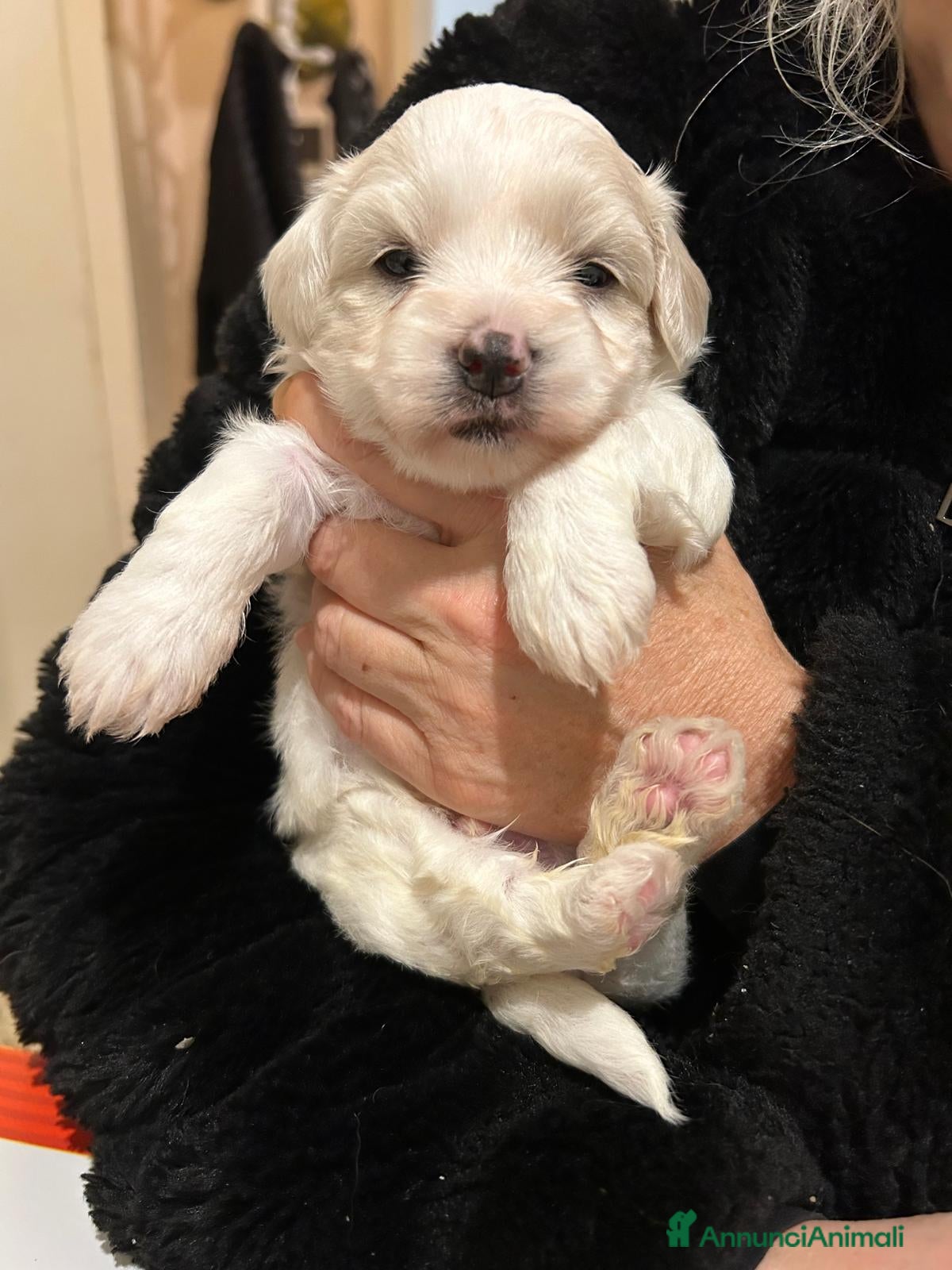 Maltese cani MALTESI - Annuncio 1