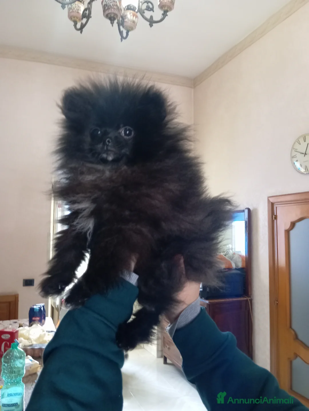 Spitz cani in vendita: Spitz tedesco di Pomerania nano - Annuncio 1