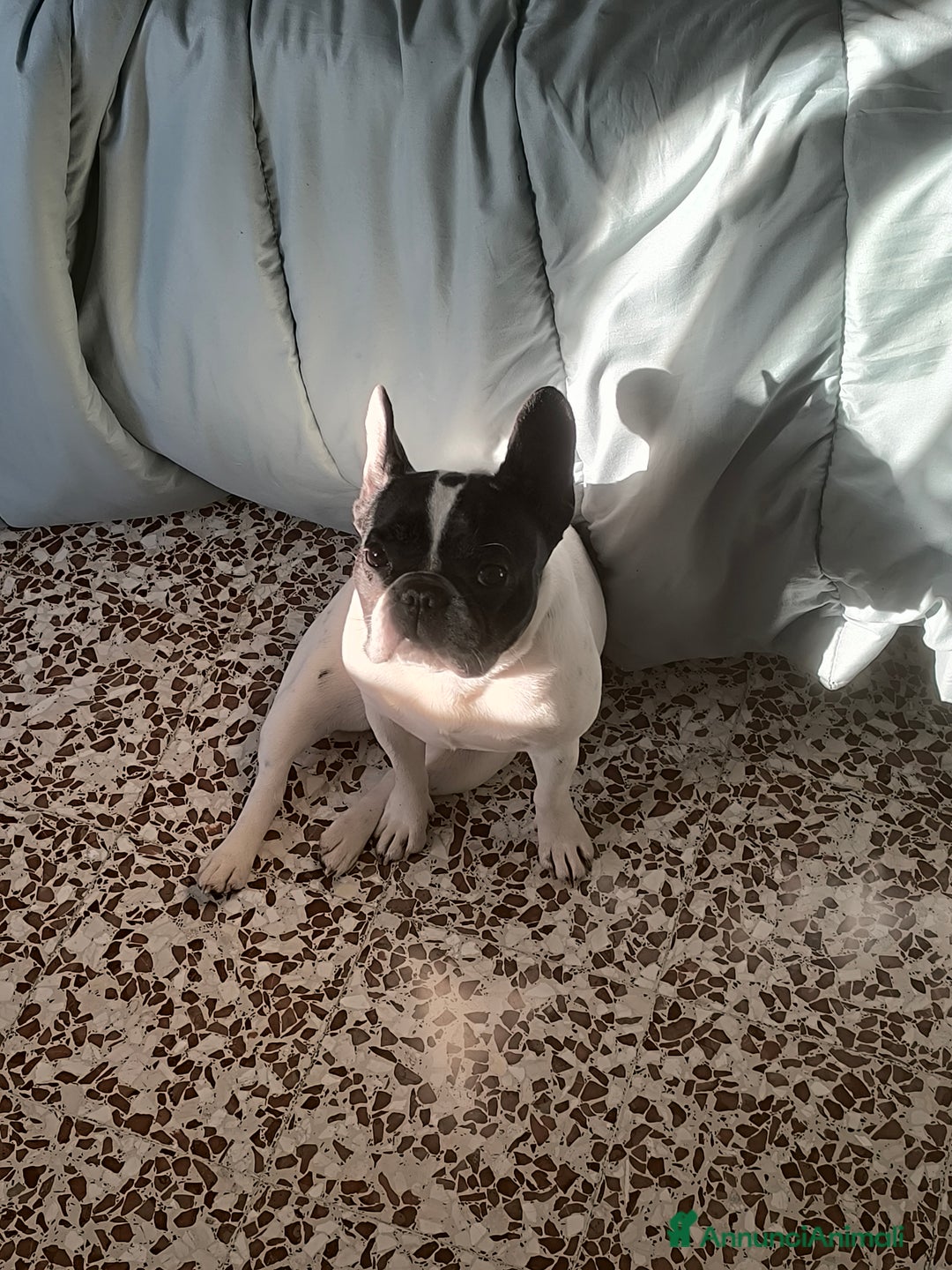 Bulldog Francese cani in regalo: CERCO UNA NUOVA FAMIGLIA PER LA MIA CAGNOLINA - Annuncio 3