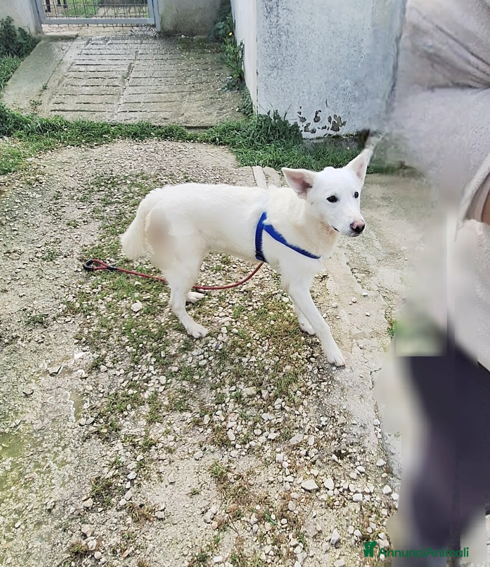 Meticcio cani Erik stupendo mix pastore svizzero in adozione  - Annuncio 22