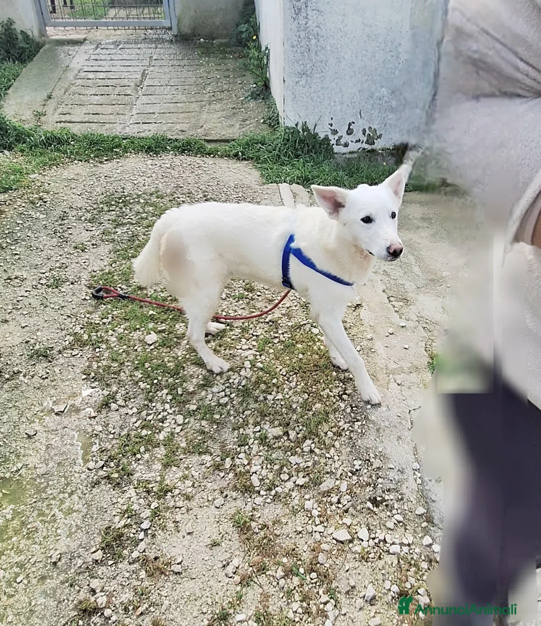 Meticcio cani in regalo: Erik stupendo mix pastore svizzero in adozione  - Annuncio 1