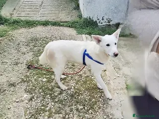 Meticcio cani Erik stupendo mix pastore svizzero in adozione - Annuncio 22