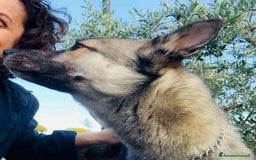Husky cani in regalo: LUPO, piccolo mix HUSKY cerca famiglia. a Città Metropolitana di Firenze - Immagine 7