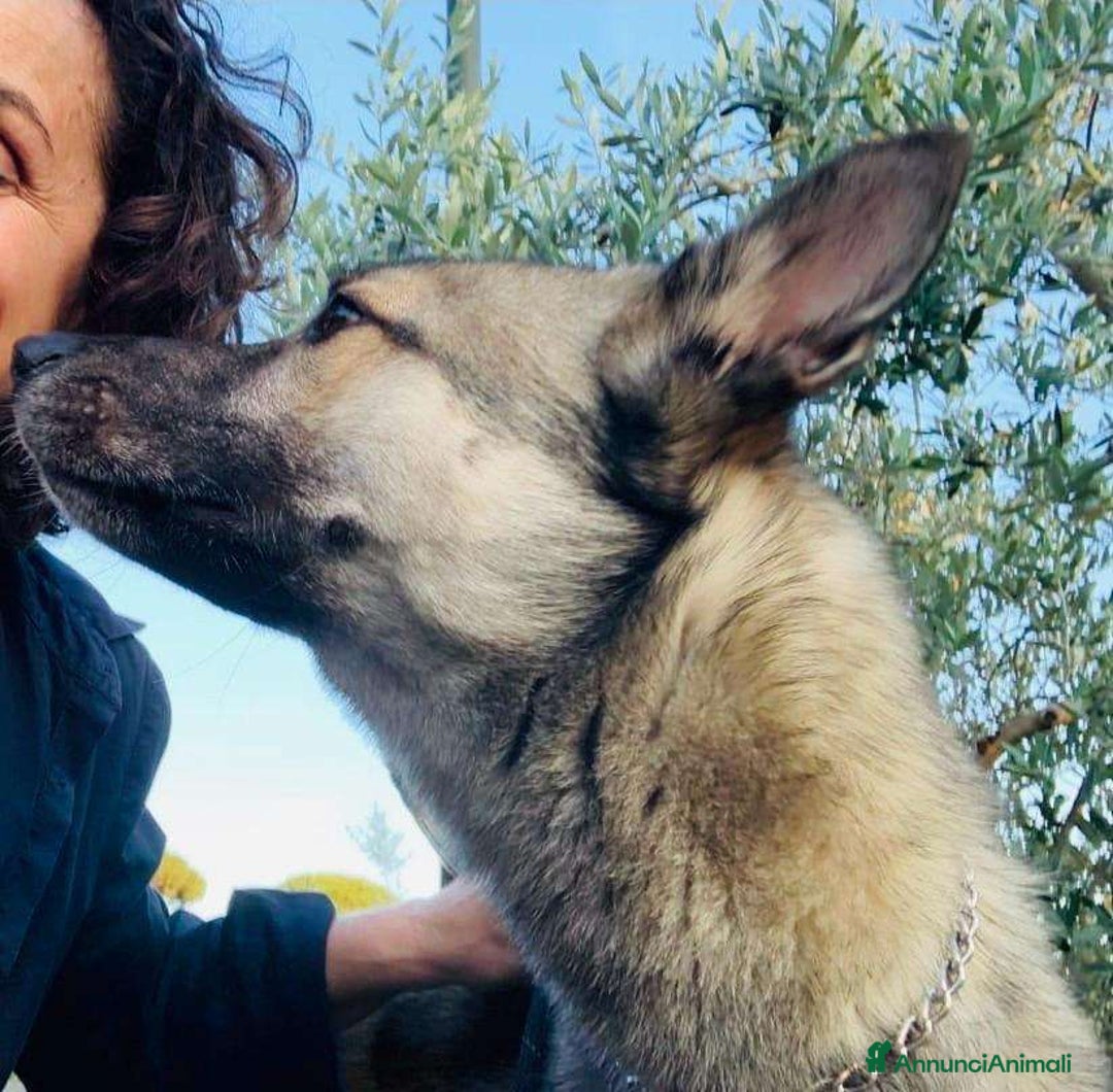 Husky cani in regalo: LUPO, piccolo mix HUSKY cerca famiglia. a Città Metropolitana di Firenze - Immagine 7