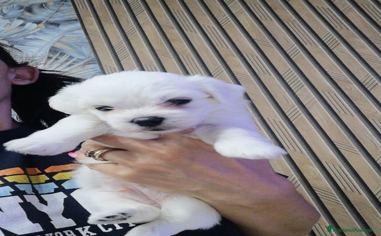 Maltese cani a Città Metropolitana di Napoli - Annuncio 5