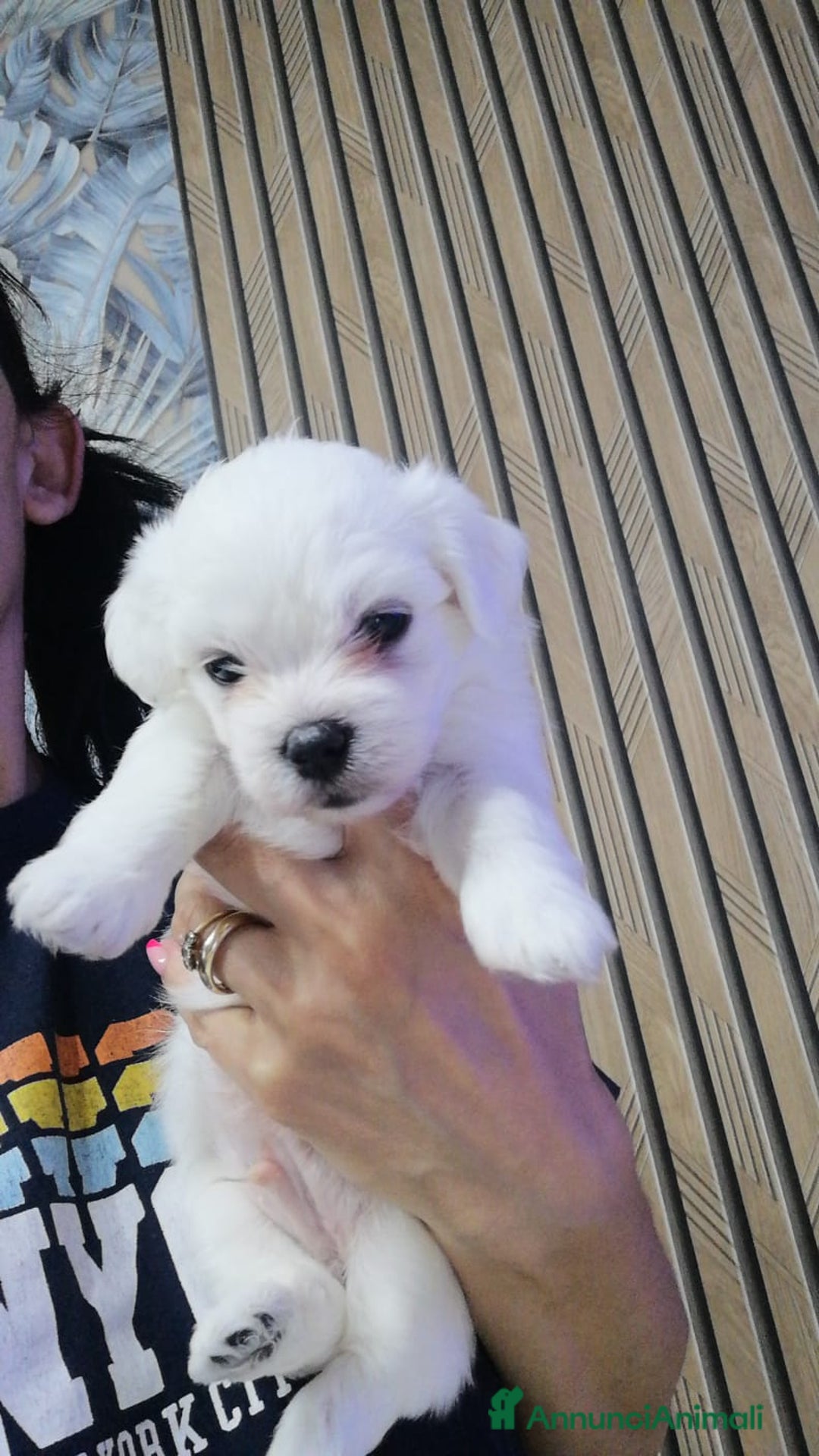 Maltese cani in vendita: Maltesi meravigliosi vivaci. E di ottima salute a Città Metropolitana di Napoli - Immagine 1