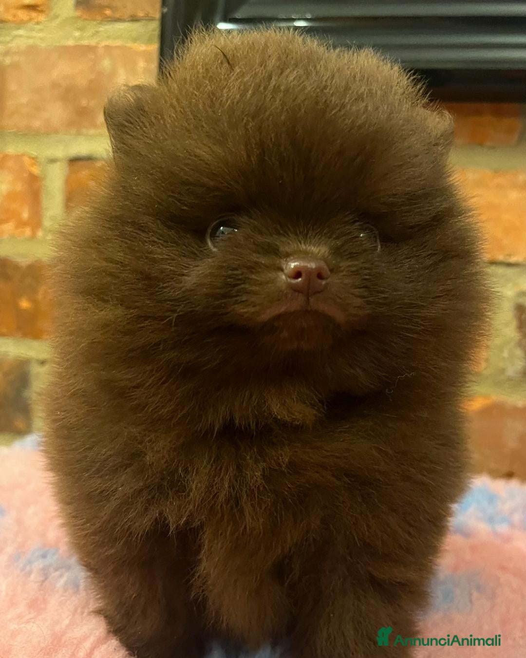 Volpino Pomerania cani in vendita: Adorabili Cuccioli di Pomerania - Annuncio 6
