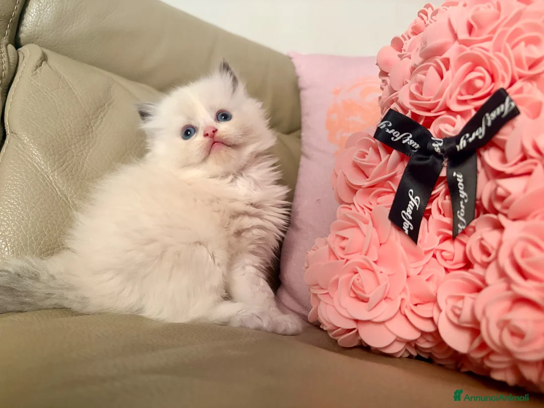 Ragdoll gatti in vendita: Splendidi cuccioli Ragdoll con Pedigree  a Provincia di Caserta - Annuncio 1