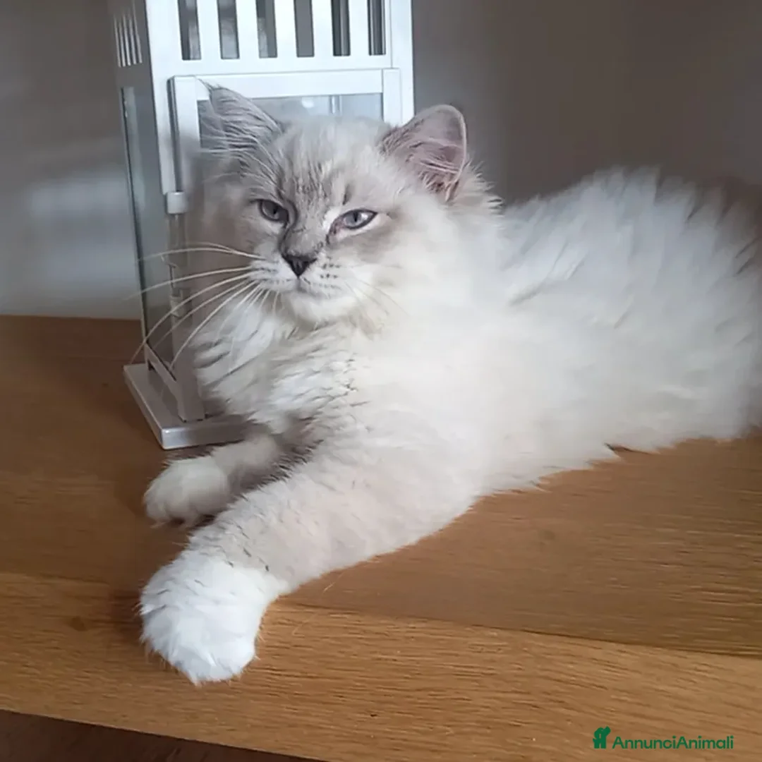 Immagine della galleria {{count}}