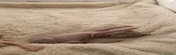 Sphynx gatti in vendita: Cuccioli di Sphynx da ALLEVAMENTO  - Annuncio 3