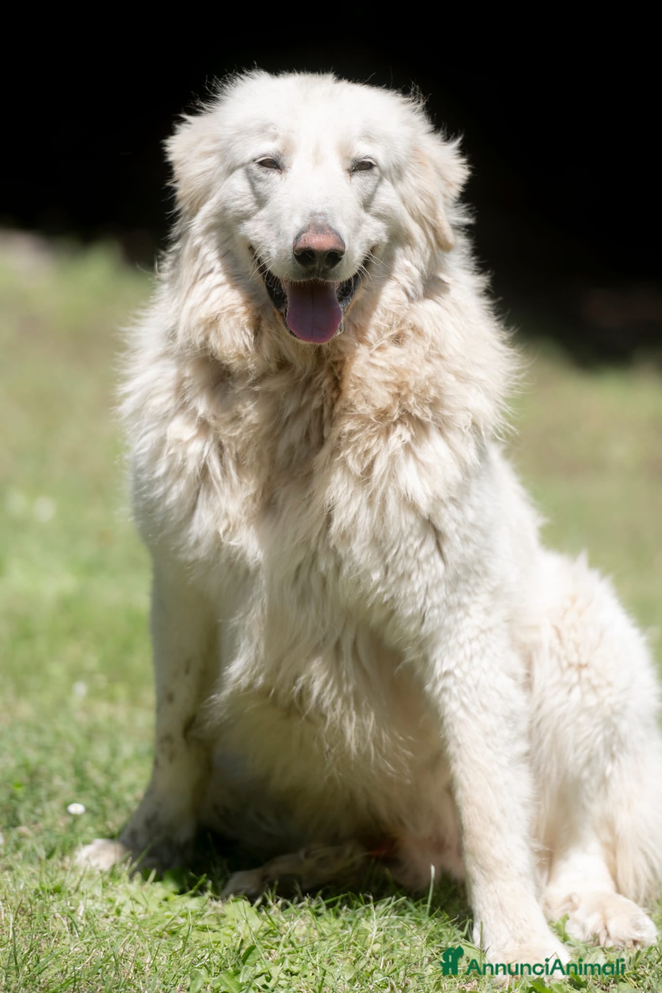 Meticcio cani in regalo: YELLOW MERITA UNA VERA VITA,NON LO CREDI ANCHE TU? - Annuncio 2