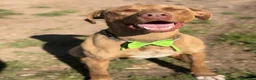 Pitbull cani in regalo: Splendido pitbull Red Nose - ZORO - Annuncio 8