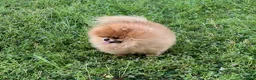 Volpino Pomerania cani in vendita: CUCCIOLI POMERANIA CON PEDIGREE ENCI - Annuncio 15