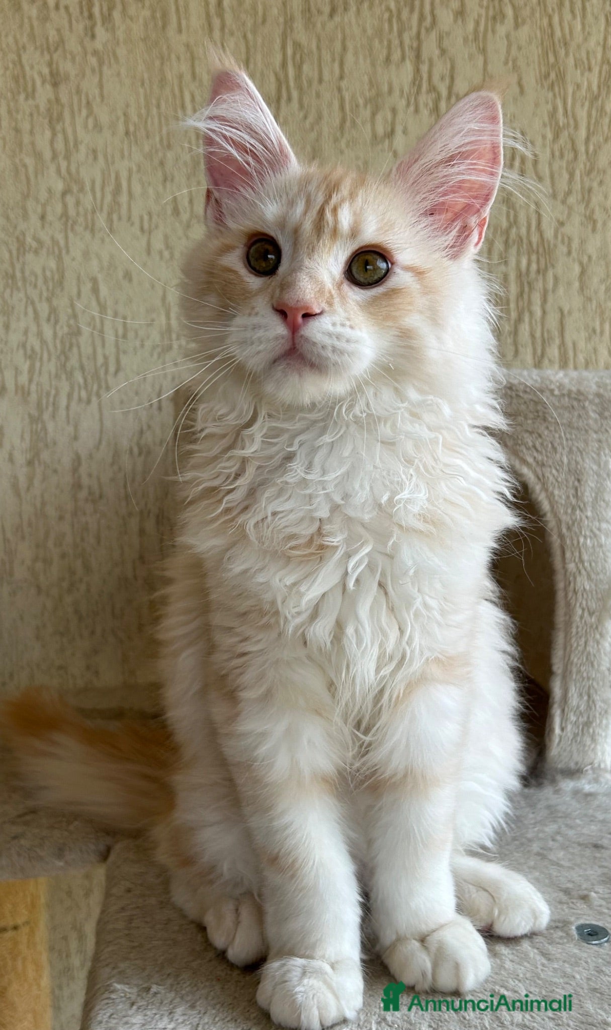 Maine Coon gatti Maschio Maine Coon  - Annuncio 11