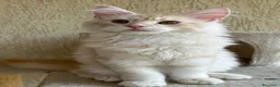 Maine Coon gatti in vendita: Maschio Maine Coon  - Annuncio 1