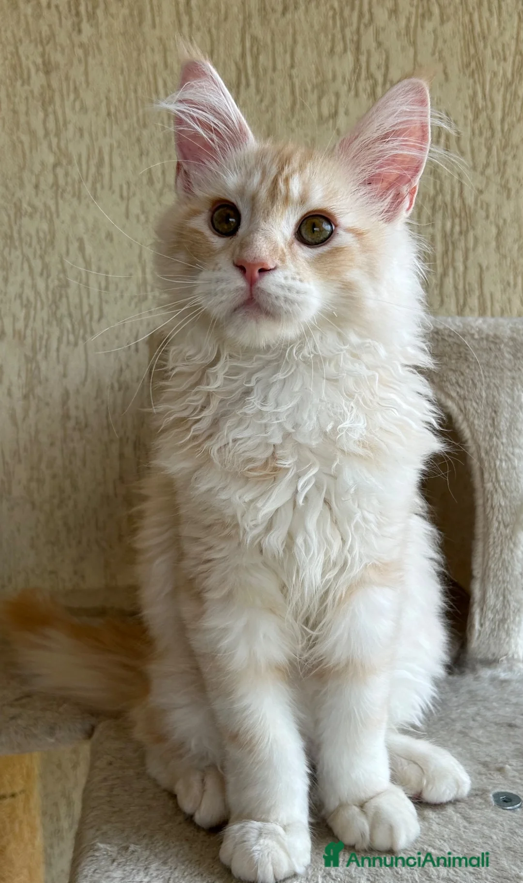 Maine Coon gatti in vendita: Maschio Maine Coon  - Annuncio 1