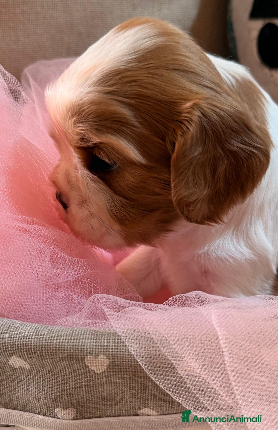 Cavalier King cani in vendita: Cuccioli Quicksilver delle isole verdi  - Annuncio 1