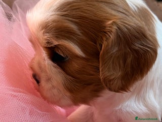 Cavalier King cani Cuccioli Quicksilver delle isole verdi - Annuncio 36