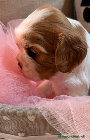 Cavalier King cani Cuccioli Quicksilver delle isole verdi - Annuncio 1