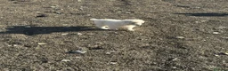 Pastore Abbruzzese Maremmano cani in vendita: Cuccioli maschi di pastore abruzzese - Annuncio 9