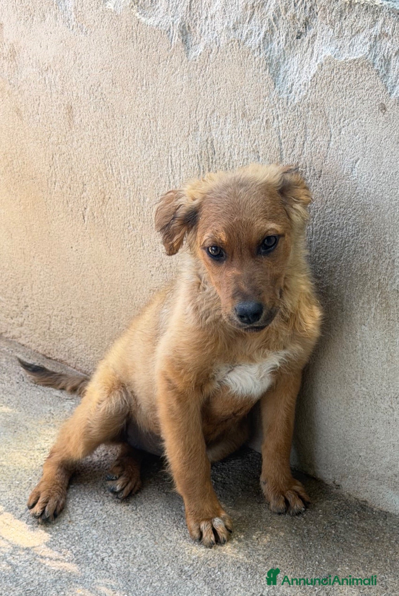 Meticcio cani Lia.  - Annuncio 2