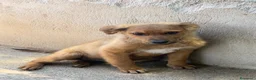 Meticcio cani in regalo: Lia.  a Provincia di Padova - Annuncio 1
